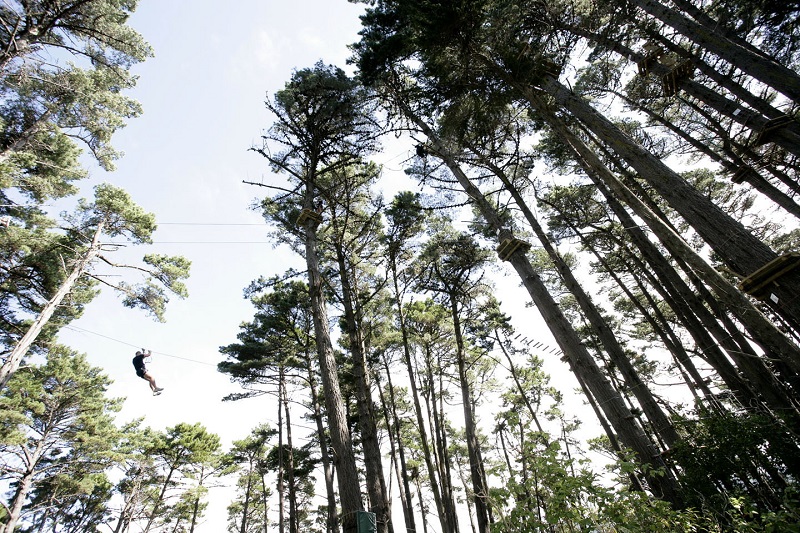 Climb high into the trees at Adrenaline Forest in Wellington