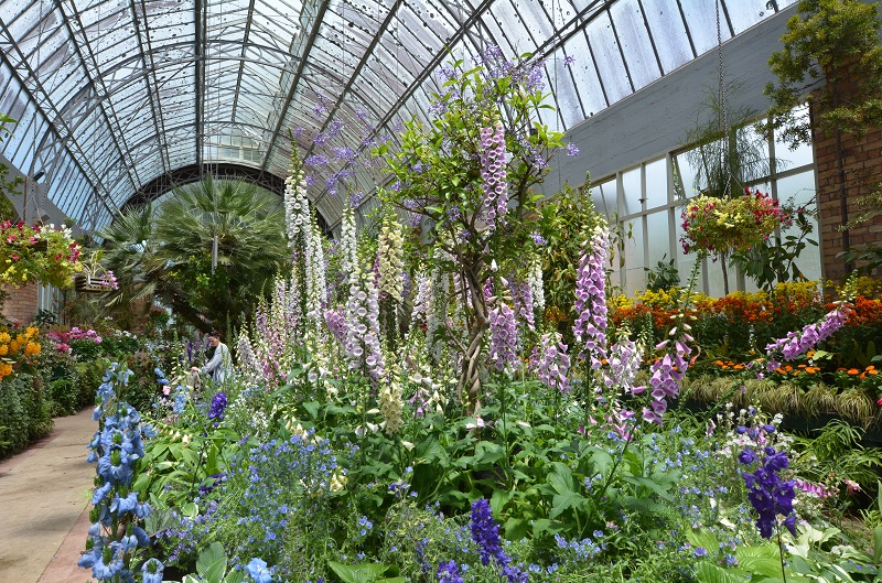 Foxglove flowers in the Wintergardens in the Auckland DOmain