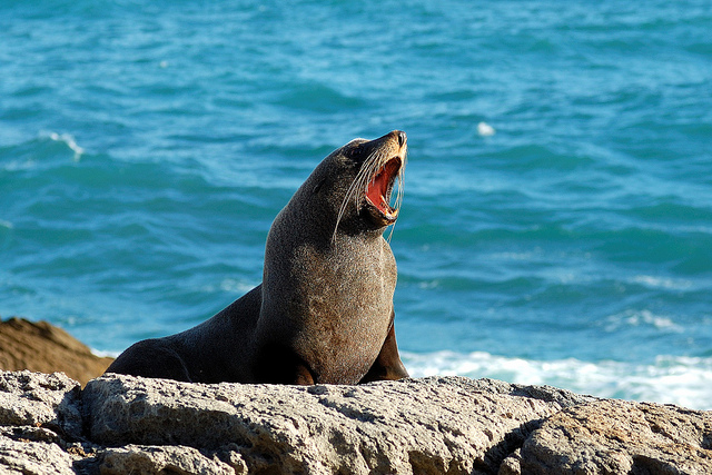 The fur seal colony at Cape Palliser is the largest in the North Island. Photo credit: Rosino