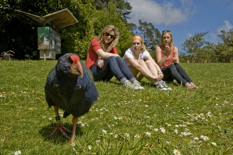 Checking out a rare Tahake at Zealandia. Photo credit: Shaun Matthews