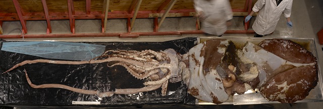 Image of the colossal squid on show at Te Papa Museum, Wellington