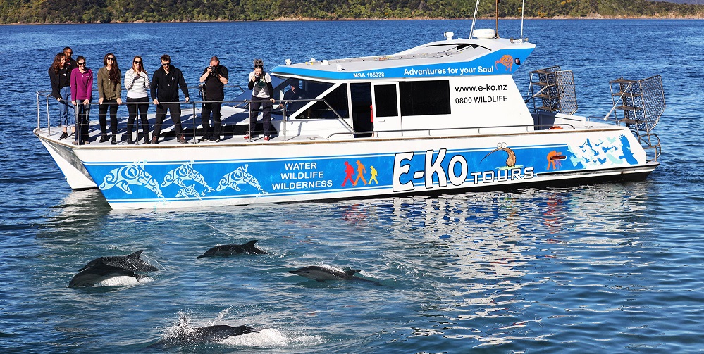Eko Tours gives people the chance to swim with dolphins in the Marlborough Sounds, Picton