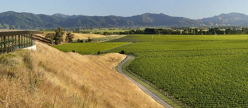 A view out across the Marlborough vineyards. 