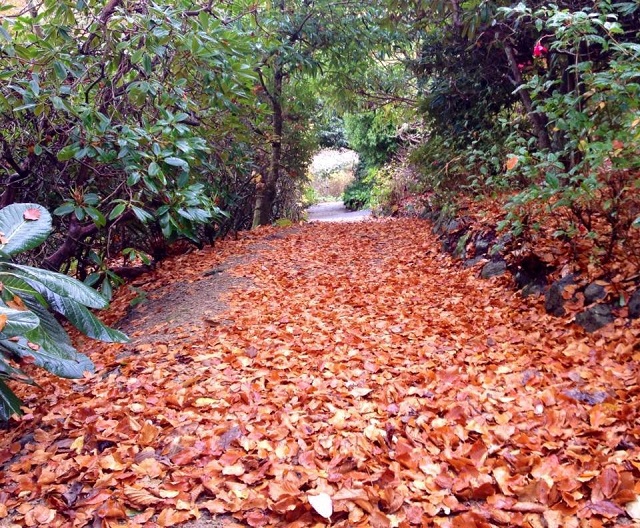 Autum leaves at the Glenfalloch Gardens. Image credit: glenfalloch.co.nz