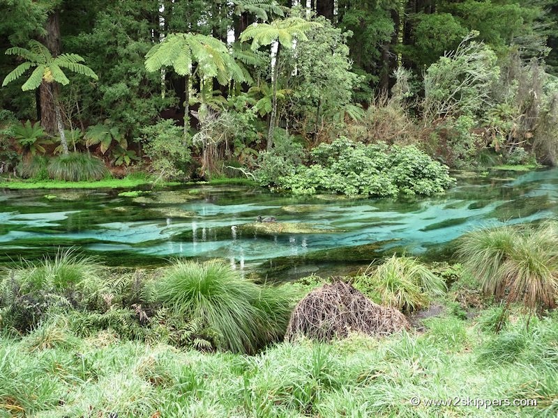 The Hamaurana Springs are New Zealand's oldest natural spring