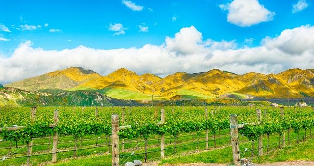 Image of a vineyard in the Marlborough region with mountains in the backdrop