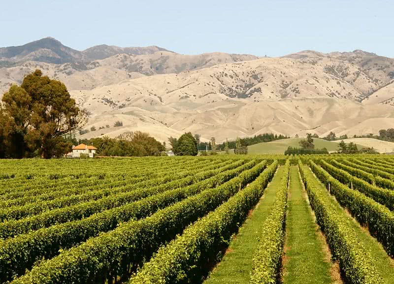 picton nz wine tours