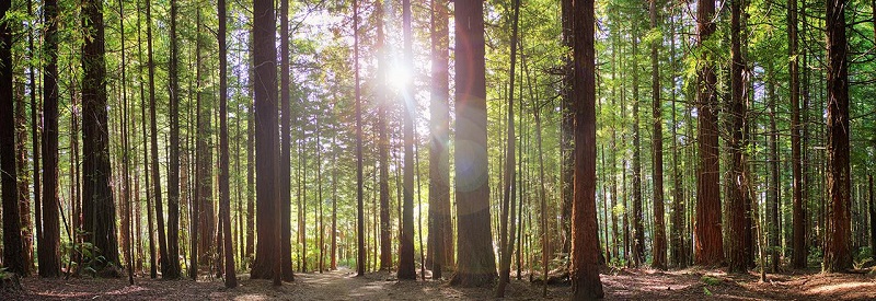 The stunning Redwood Forest - a great place to walk in Rotorua