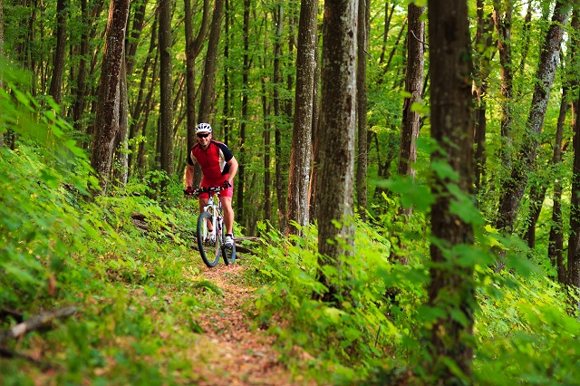 Image of a mountain bike rider in the Whakarewarewa Forest Rotorua