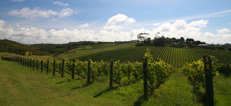 One of the 30+ wineries on Waiheke Island