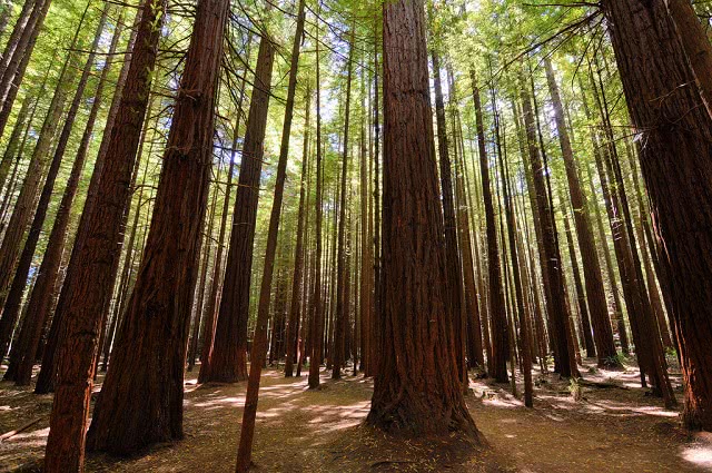 Mighty Redwoods of Whakarewarewa