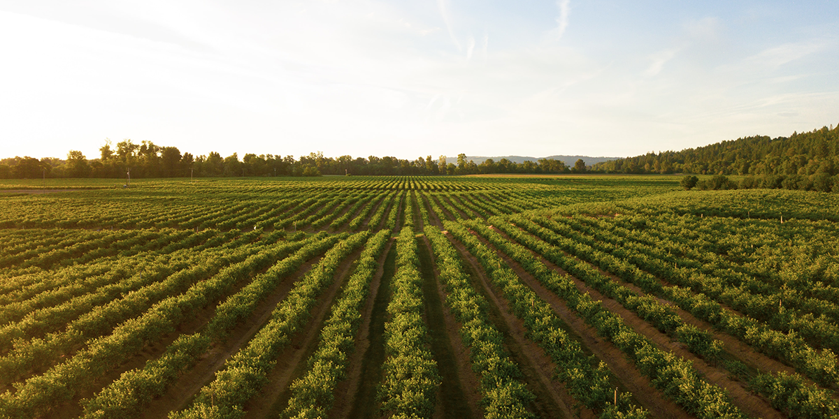 Rows of plants in the sunset.